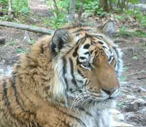  ()  Panthera tigris altaica,  :  