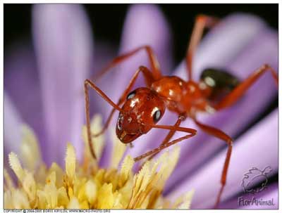 Самый искусный строитель- муравей, фото: Борис Крылов, 