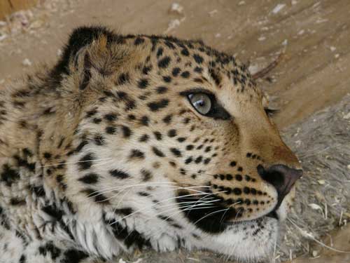 Леопард, фото: Петр Шаров