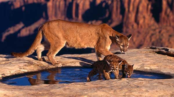 Пума (Puma concolor) с Котятами, фото: http://catpictures.ru