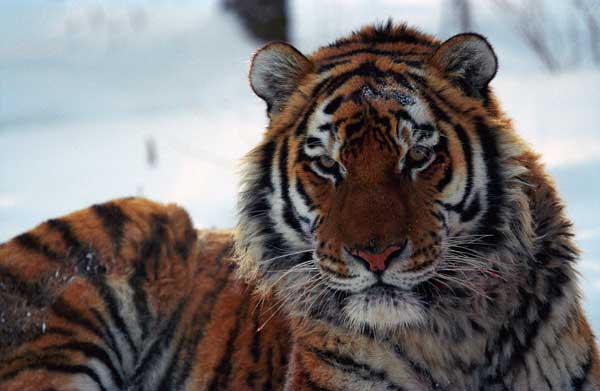 тигр, фото Петра Шарова 