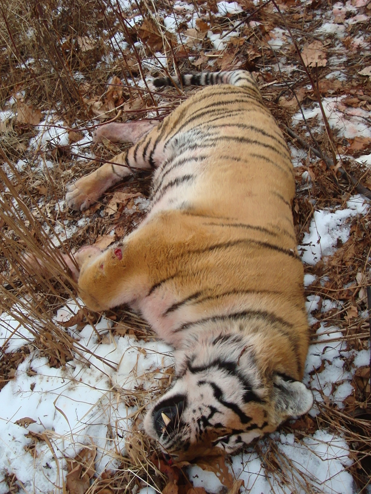 убитый тигр, фото Сергей 