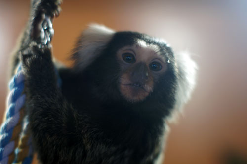 обезьяна, фото Петра Шарова