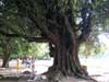 Железное дерево (Parrotia), фото: фото: http://venividi.ru/