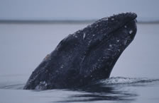 Серый кит photo G.Tsidulko,редкие виды животных Дальнего Востока