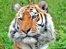 амурский тигр ( уссурийский тигр ), Panthera tigris altaica, Приморский край, автор фото: Петр Шаров