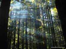 прибрежный лес, шт. Орегон, автор фото: Петр Шаров