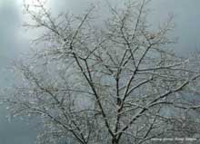дерево после снегопада, автор фото: Петр Шаров