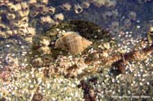 Нуцелла, Nucella heyseana, Японское море Приморский край, автор фото: Петр Шаров