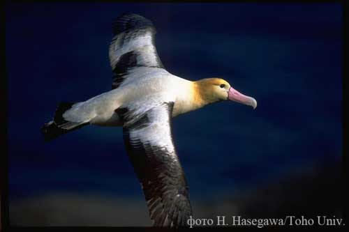 Раздел о редких видах флоры и фауны Дальнего Востока, белоспинный альбатрос (Phoebastria (Diomedea) albatrus - самая большаяморская птица, размах крыльев 2,2 метра photo H. Hasegawa