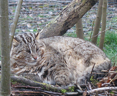 Дальневосточный лесной кот Prionailurus bengalensis euptilurus, фото: фото: http://forum.about-cats.ru