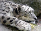 Снежный барс, (Panthera uncia) Ирбис, фото: Петр Шаров