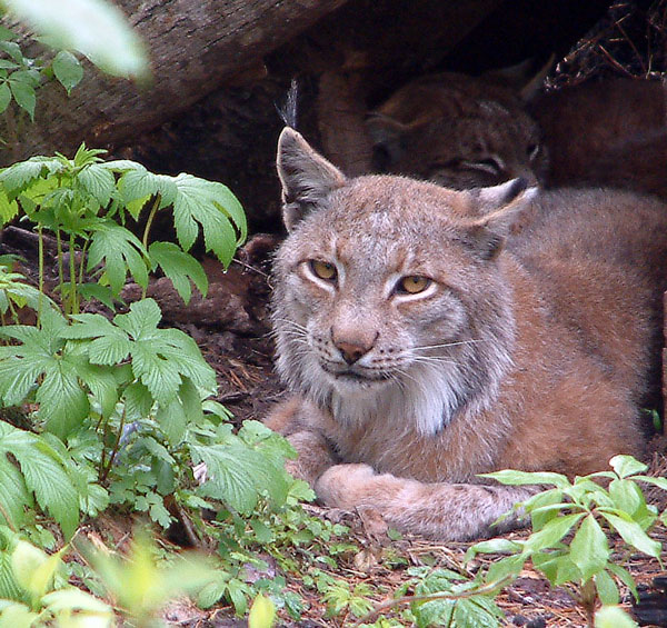 дальневосточная рысь, амурская рысь, Lynx lynx stroganovi, фото. П. Шаров