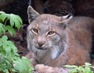 дальневосточная рысь (амурская рысь), Lynx lynx stroganovi дикие кошки Приморья, фото Петр Шаров