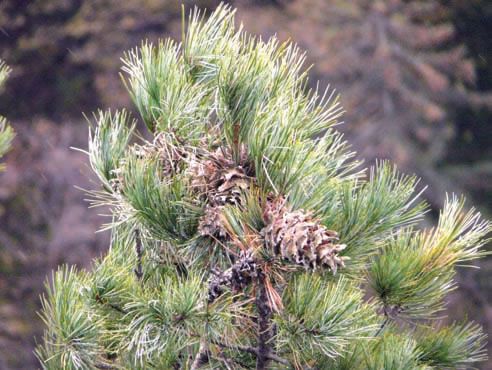 Раздел о лекарственных растениях, кедр корейский, корейская сосна, Pinus koraiensis, в народной медицине хвою используют как антисептическое, мочегонное, потогонное, отхаркивающее, противоцинготное средство. Фото: Петр Шаров