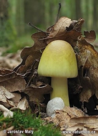 фото: http://www.microstock.ru, Раздел о самых-самых, самый ядовитый гриб - бледная поганка, (Amanita phalloides)