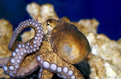 самые умные моллюски, головоногие, фото: www.aqualogo.ru