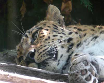         ,   (Panthera pardus orientalis),  ,    