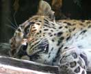  ,     , Panthera pardus orientalis photo Petr Sharov,  