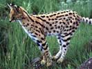  (Leptailurus serval), : www.catsg.org/catsgportal/cat-website/catfolk/serval01.htm